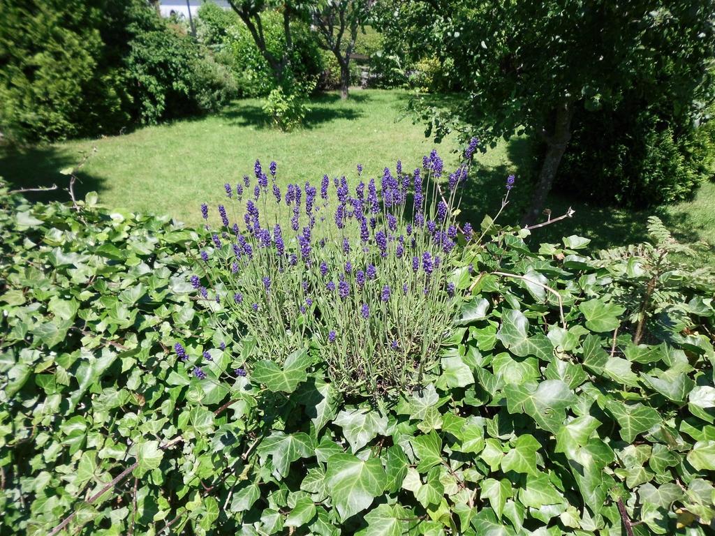 Apartment In Langewiese Sauerland With Garden วินเทอร์แบร์ก ภายนอก รูปภาพ